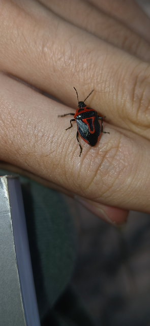 Perillus bioculatus