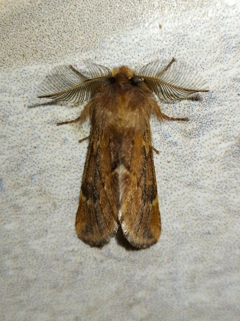 Ptilophora plumigera - tollas púposszövő