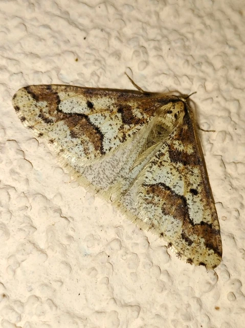 Erannis defoliaria - nagy téliaraszoló