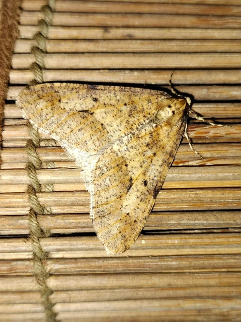 Erannis defoliaria - nagy téliaraszoló