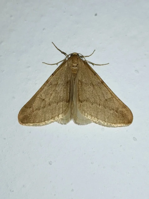 Alsophila aceraria - juhararaszoló