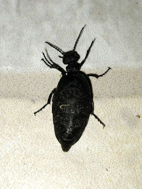 Meloe rugosus - ráncos nünüke