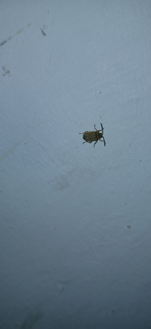 Ophraella communa - parlagfű-olajosbogár