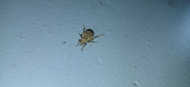 Brachypera dauci - gólyaorr-gubósormányos