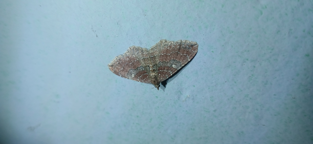 Orthonama obstipata - vándoraraszoló