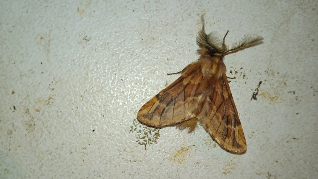 Ptilophora plumigera - tollas púposszövő