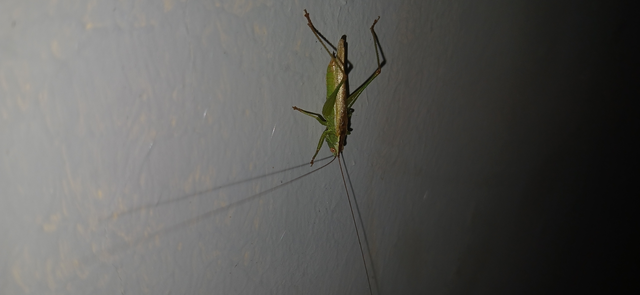 Conocephalus fuscus - kis kúpfejűszöcske