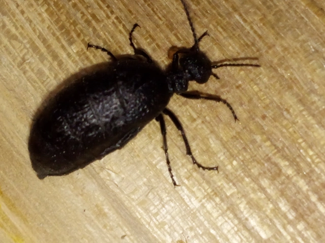 Meloe rugosus - ráncos nünüke