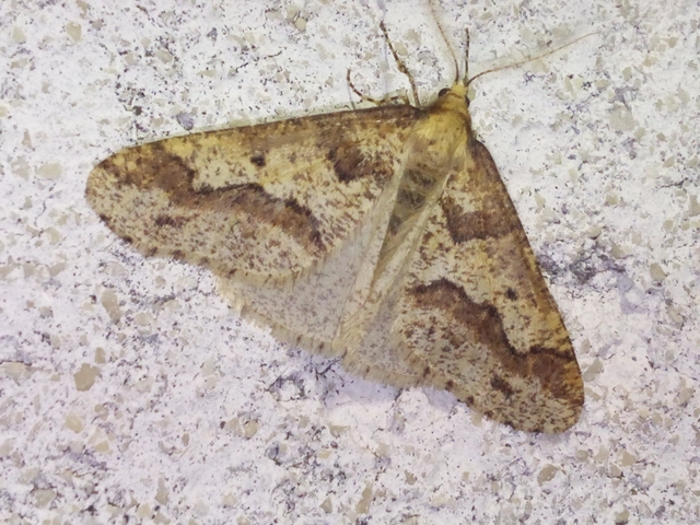 Erannis defoliaria - nagy téliaraszoló