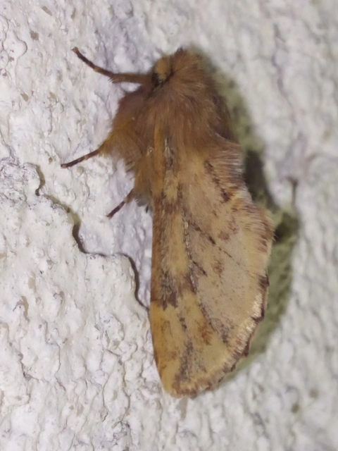 Ptilophora plumigera - tollas púposszövő