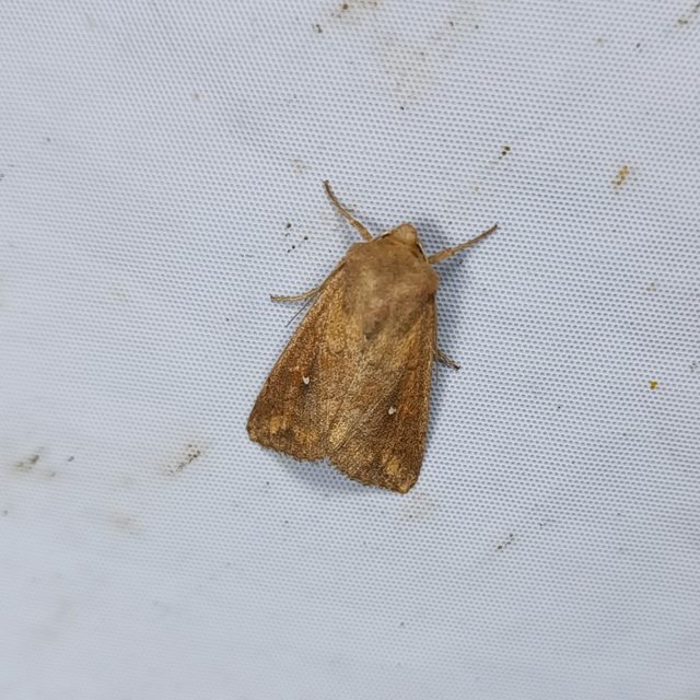 Mythimna albipuncta - fehérpettyes rétibagoly