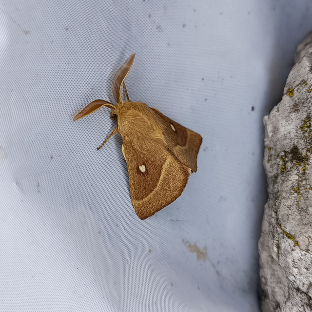 Lasiocampa trifolii - lóhereszövő