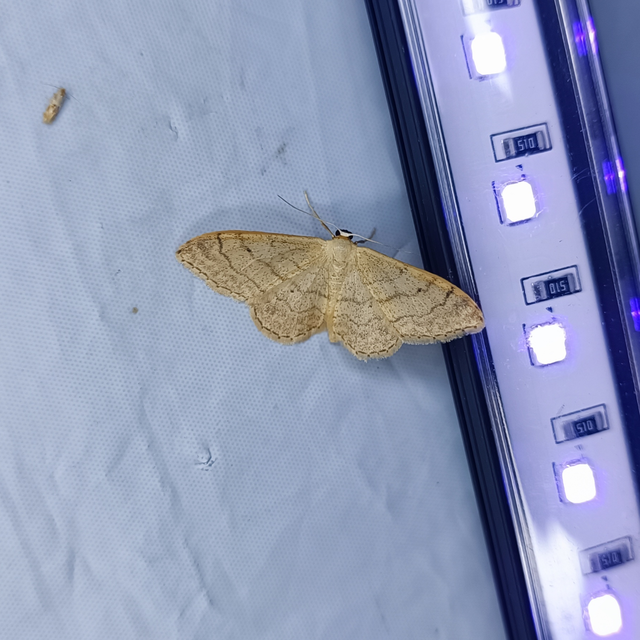 Idaea aversata - nagy sávosaraszoló