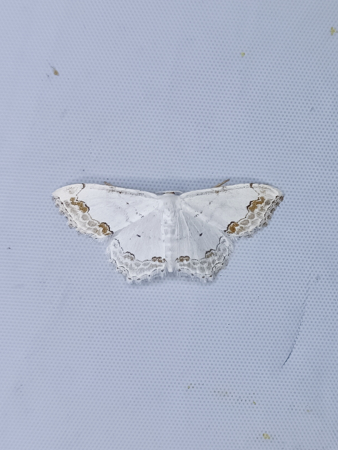 Scopula ornata - díszes fehéraraszoló