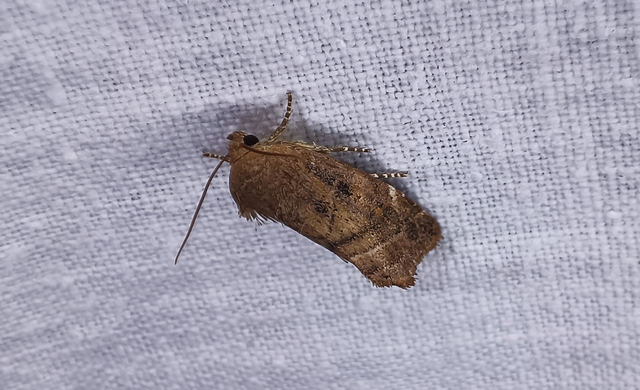 Cosmia affinis - barna lombbagoly