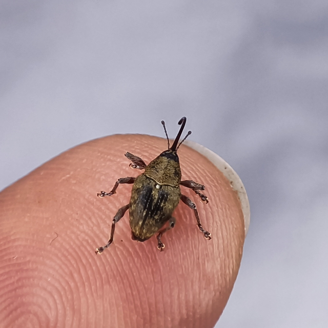 Curculio glandium - tölgymakkzsuzsóka