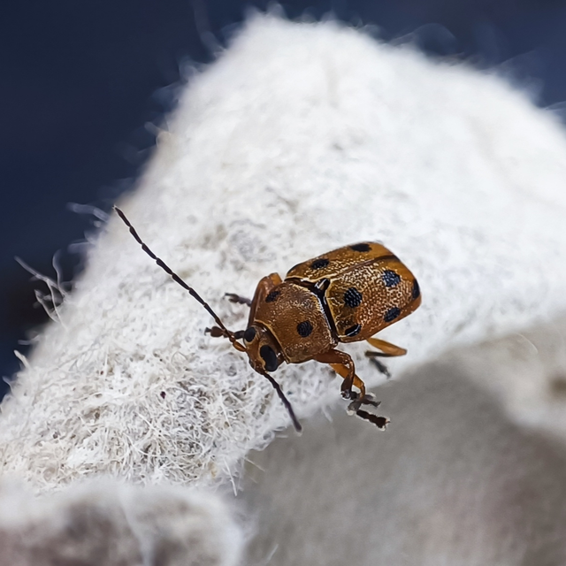 Cryptocephalus octomaculatus - nyolcfoltos zömökbogár