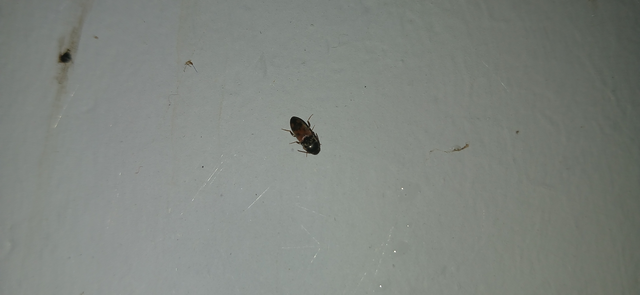 Drasterius bimaculatus - változékony pattanó