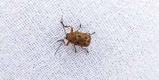 Cryptocephalus octomaculatus - nyolcfoltos zömökbogár