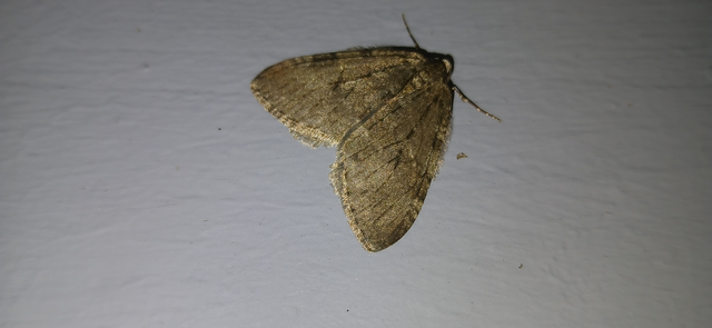 Epirrita christyi/dilutata