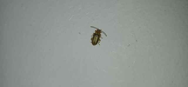 Xanthogalerucella luteola - szilfa-olajosbogár