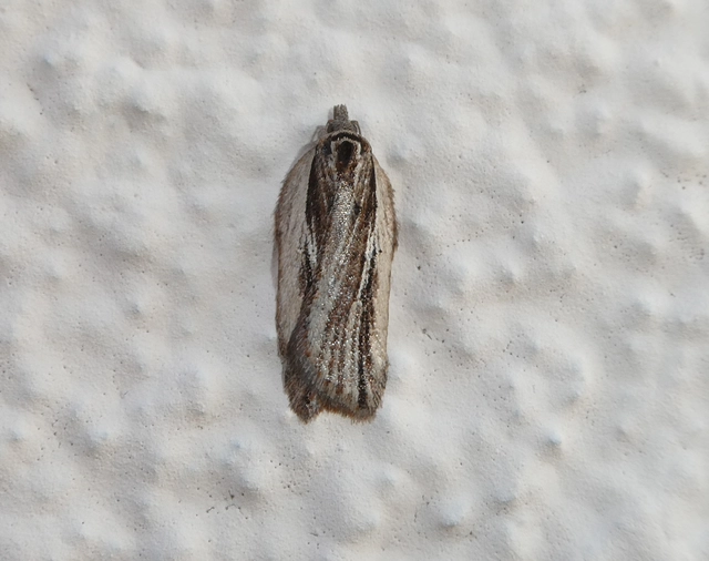 Acleris hastiana - fűzfa-levélmoly