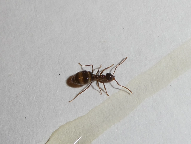 Prenolepis nitens - ragyogóhangya