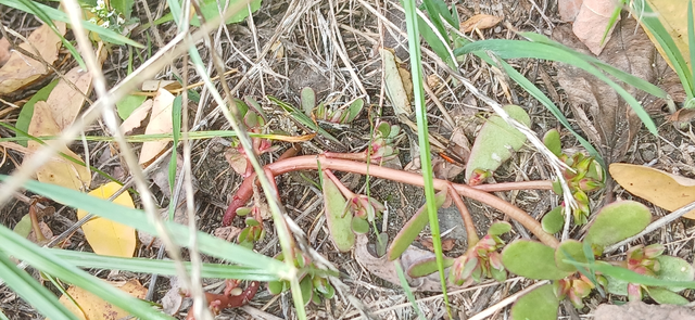Omocestus rufipes - vöröshasú tarlósáska