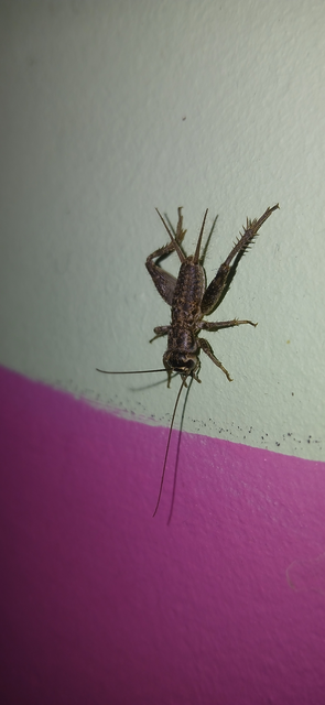 Eumodicogryllus bordigalensis - bordói tücsök
