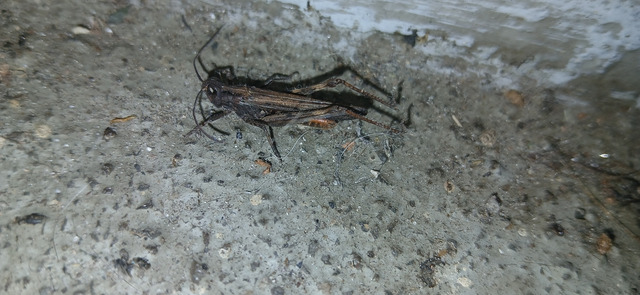 Chorthippus (Glyptobothrus) (subgenus) Chorthippus (Glyptobothrus) (subgenus)