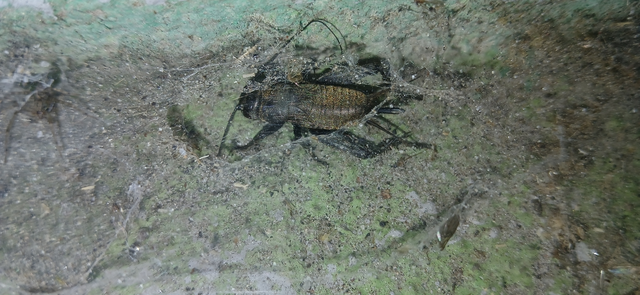 Melanogryllus desertus - fekete tücsök