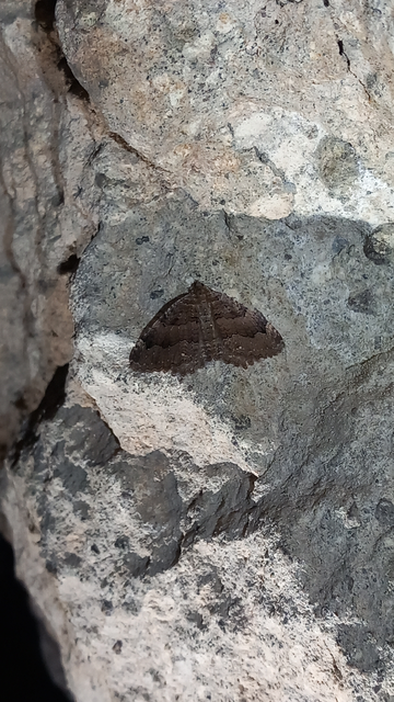 Triphosa dubitata - kutyabenge-araszoló