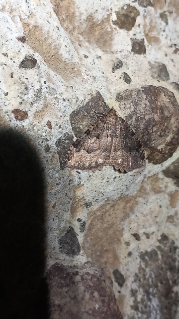 Triphosa dubitata - kutyabenge-araszoló