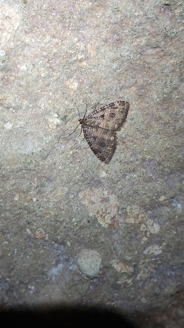 Triphosa dubitata - kutyabenge-araszoló