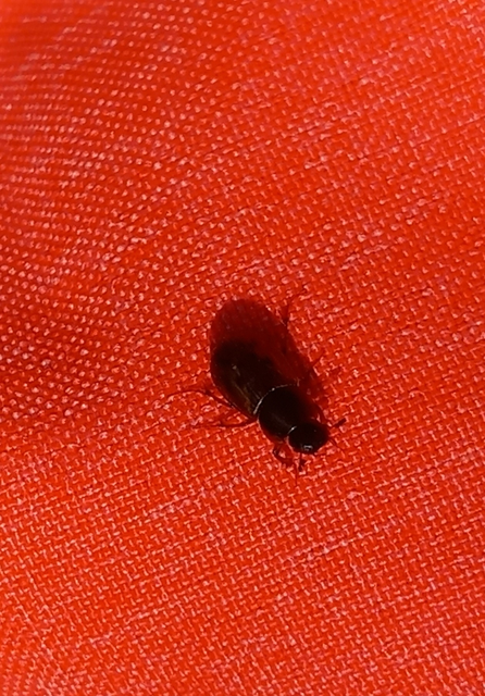 Aphodius obliteratus - sötétjegyű trágyabogár