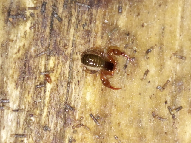 Pseudoscorpionida - Álskorpiók