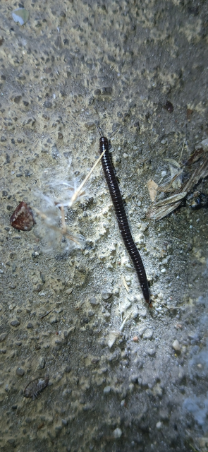 Diplopoda - Ikerszelvényesek