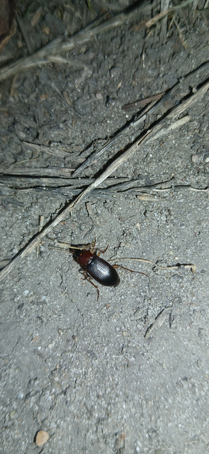Calathus melanocephalus - vörösnyakú tarfutó