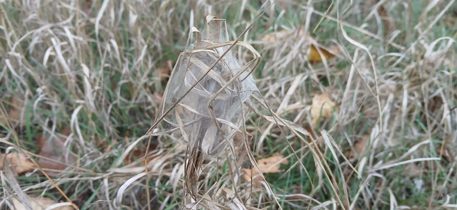 Cheiracanthium punctorium - mérges dajkapók