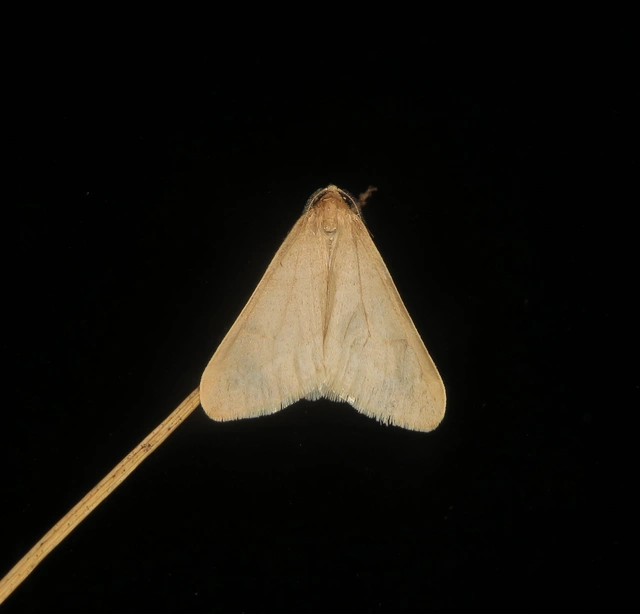 Alsophila aceraria - juhararaszoló