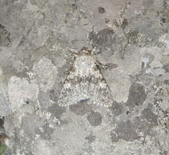 Polymixis rufocincta isolata - magyar tarkabagoly