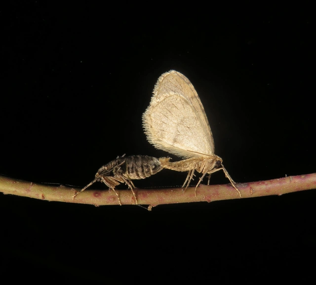 Operophtera brumata - kis téliaraszoló