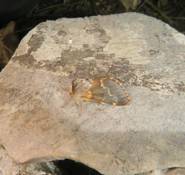 Poecilocampa populi - nyárfaszövő