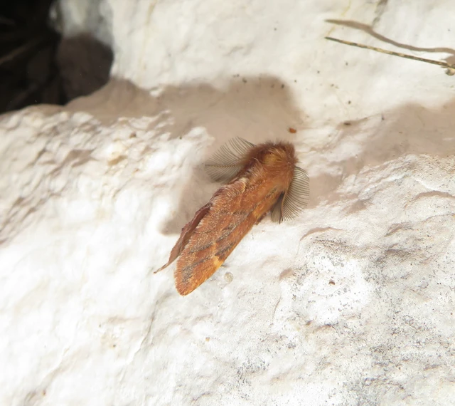 Ptilophora plumigera - tollas púposszövő