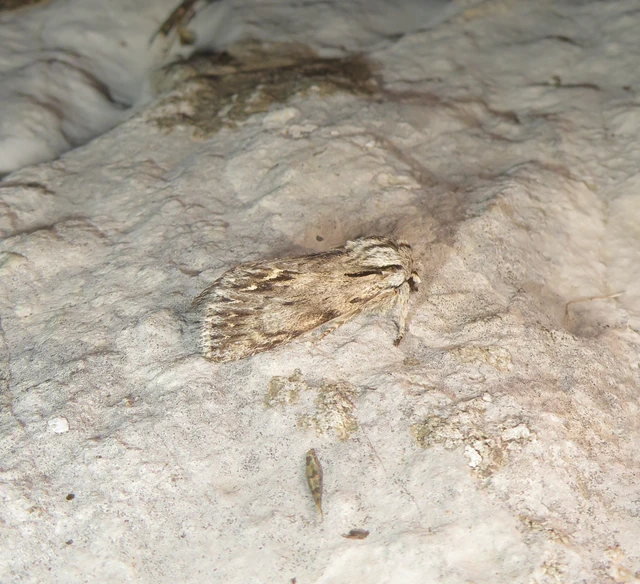 Asteroscopus sphinx - csillagnéző bundásbagoly