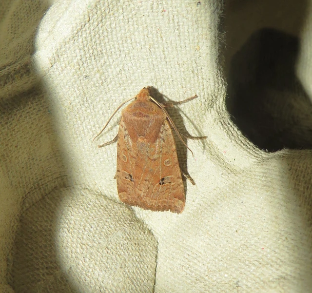 Conistra erythrocephala - vörösfejű őszibagoly