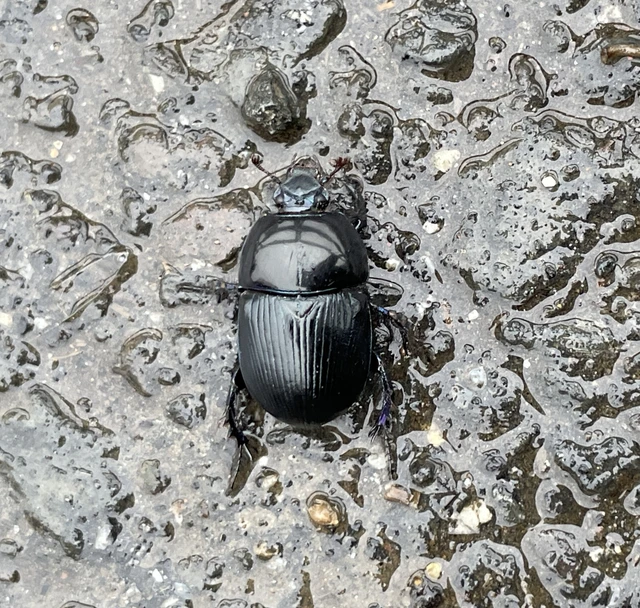 Geotrupes spiniger - közönséges álganéjtúró