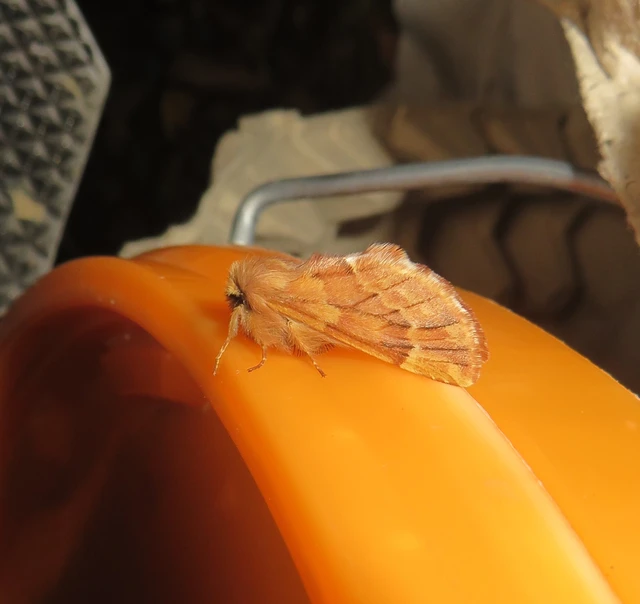 Ptilophora plumigera - tollas púposszövő