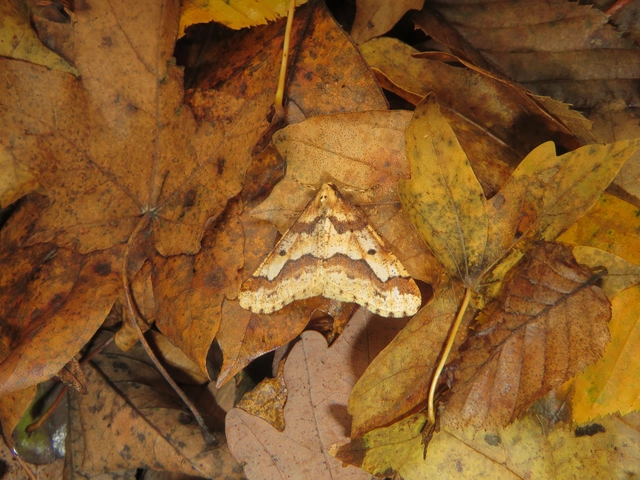 Erannis defoliaria - nagy téliaraszoló