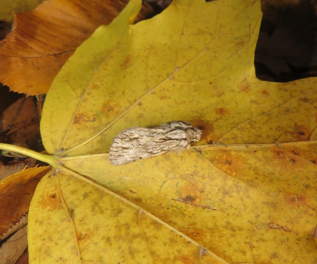Asteroscopus sphinx - csillagnéző bundásbagoly